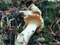Halvány rókagomba (Cantharellus pallens), Őrség
